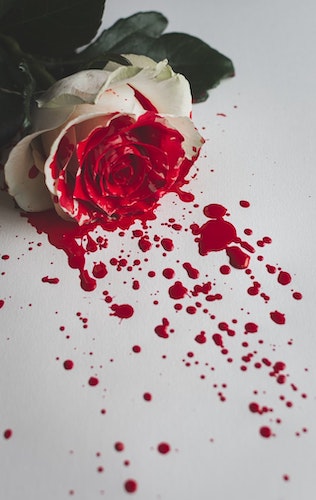 blood-rose